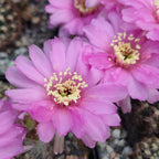 Lobivia Hybrid - Cactus & Succulent - Soiled