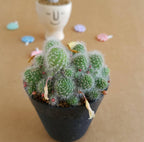 Rebutia Albispina - Cactus & Succulent - Soiled