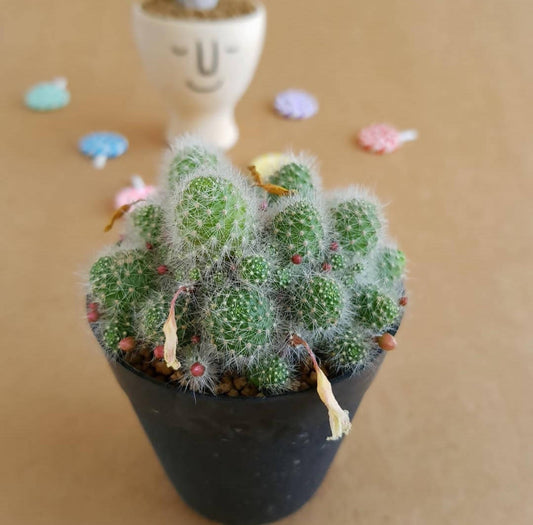Rebutia Albispina - Cactus - soiled.in