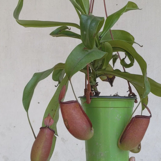 Pitcher Plant (Nepenthes Lady Luck) - Carnivorous Plant - soiled.in
