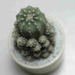 Echinopsis subdenudata hybrid - Cactus - soiled.in