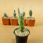 Senecio Pendulus - Cactus & Succulent - Soiled