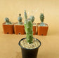 Senecio Pendulus - Succulent - soiled.in