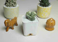 Gasteria cv. Green Ice - Cactus & Succulent - Soiled