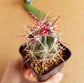 Ferocactus Emoryi - Cactus - soiled.in