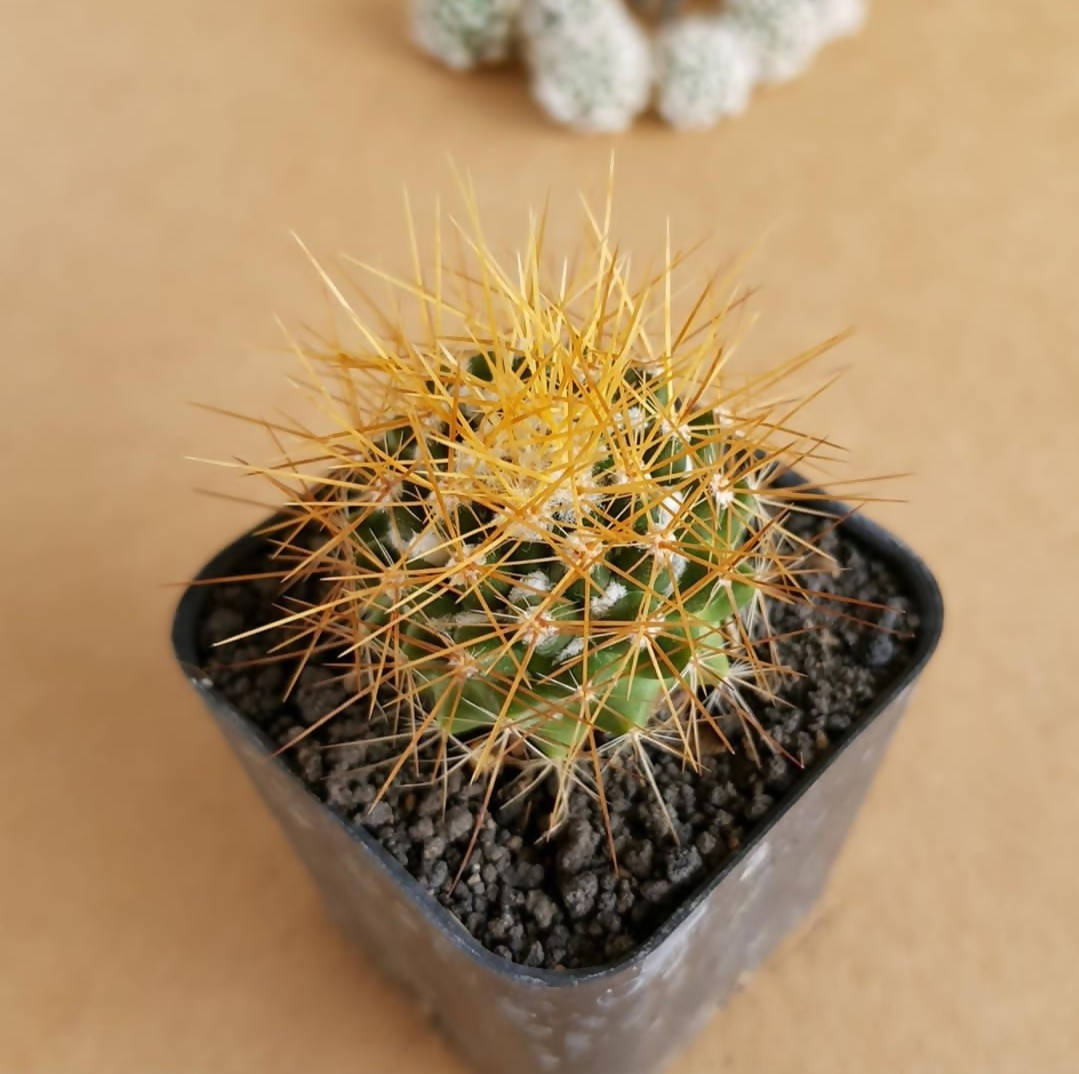 Mammillaria Nivosa - Cactus - soiled.in