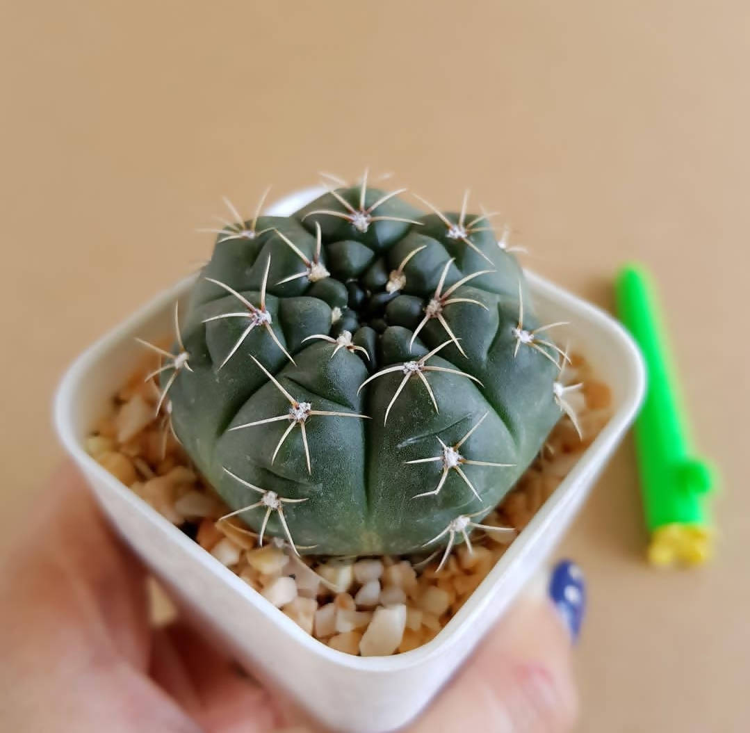 Gymnocalycium Baldianum - Cactus - soiled.in