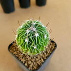 Echinofossulocactus Multicostatus - Cactus & Succulent - Soiled