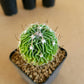 Echinofossulocactus Multicostatus - Cactus - soiled.in