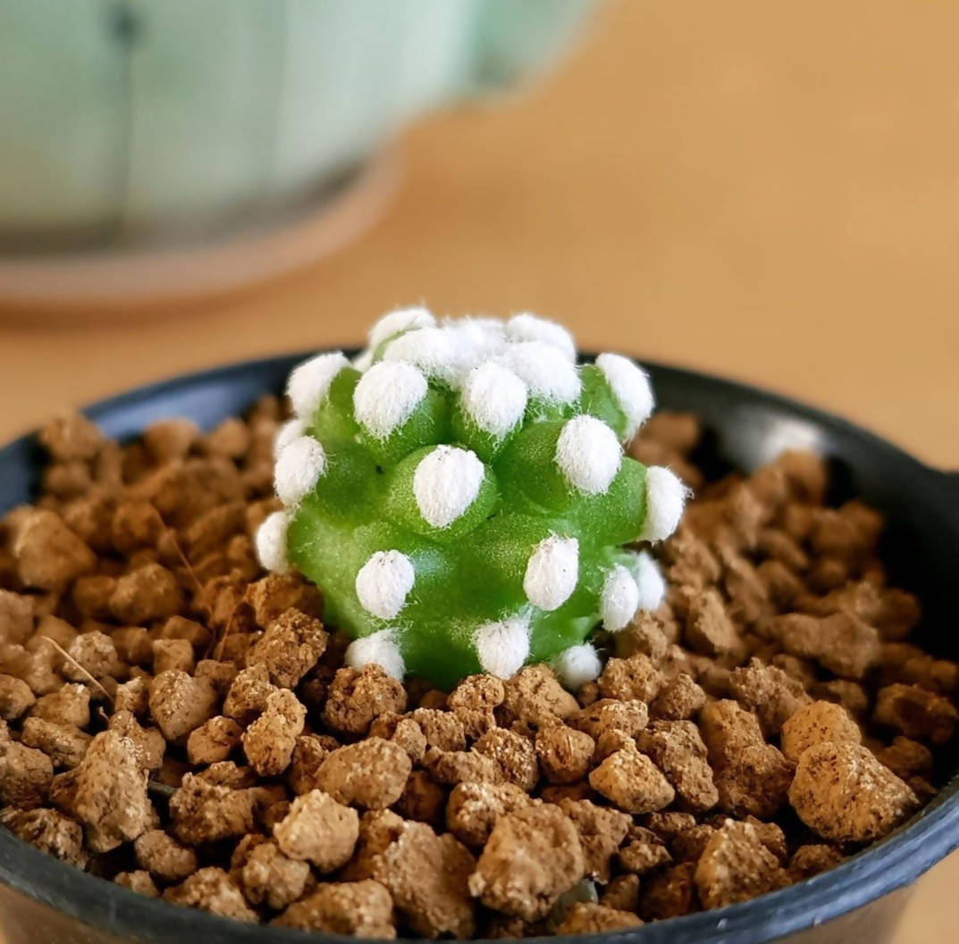 Mammillaria Oruga Blanca - Cactus mammillaria snowcap - soiled.in