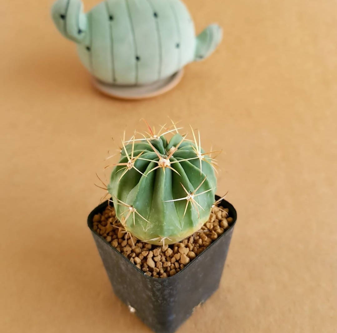Ferocactus latispinus - Cactus - soiled.in