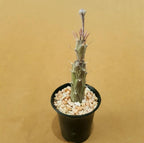 Senecio Pendulus - Cactus & Succulent - Soiled