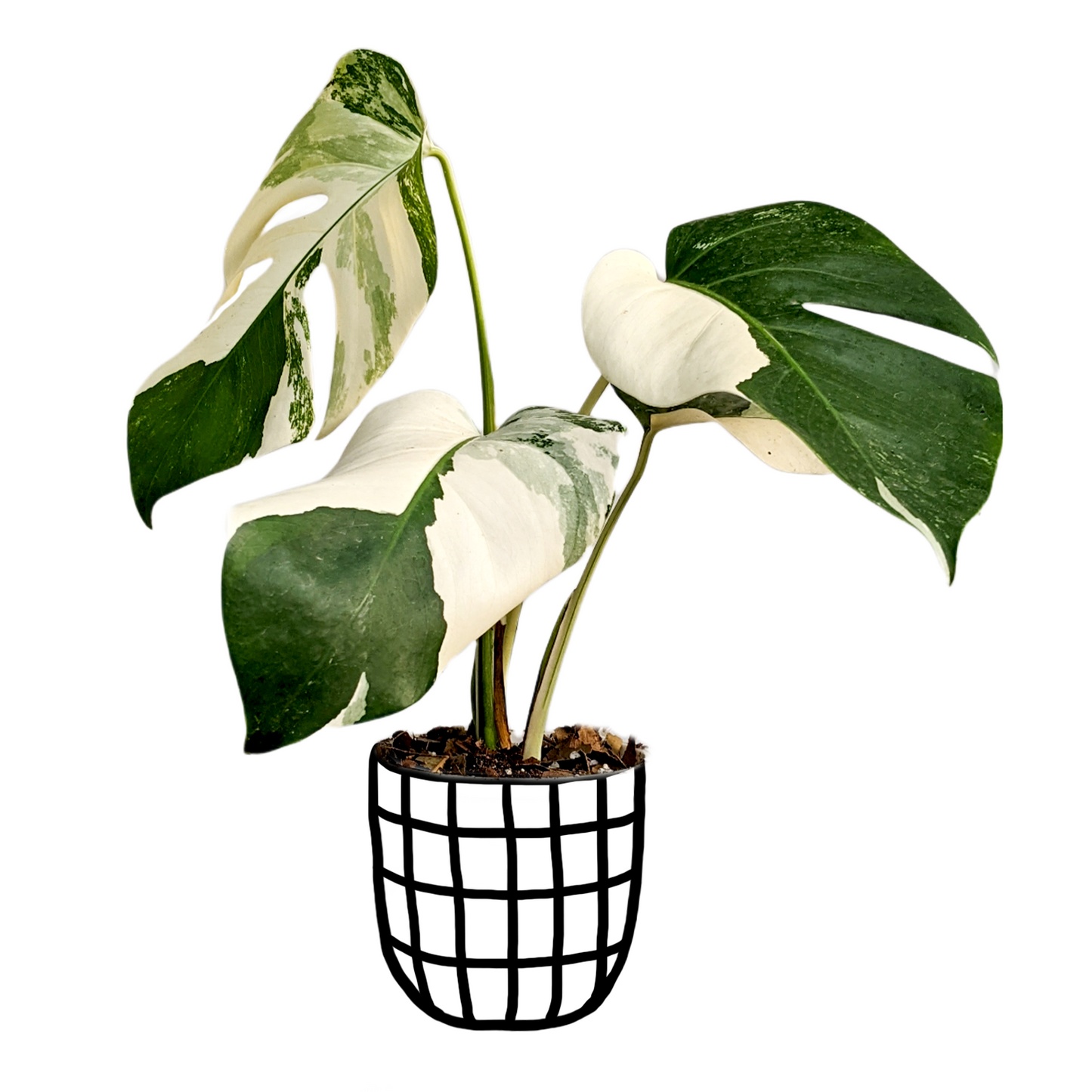 Variegated Monstera (Albo Borsigiana) - Indoor & Outdoor Plants - soiled.in