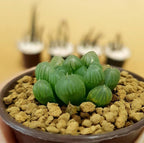 Haworthia Cooperi - Cactus & Succulent - Soiled