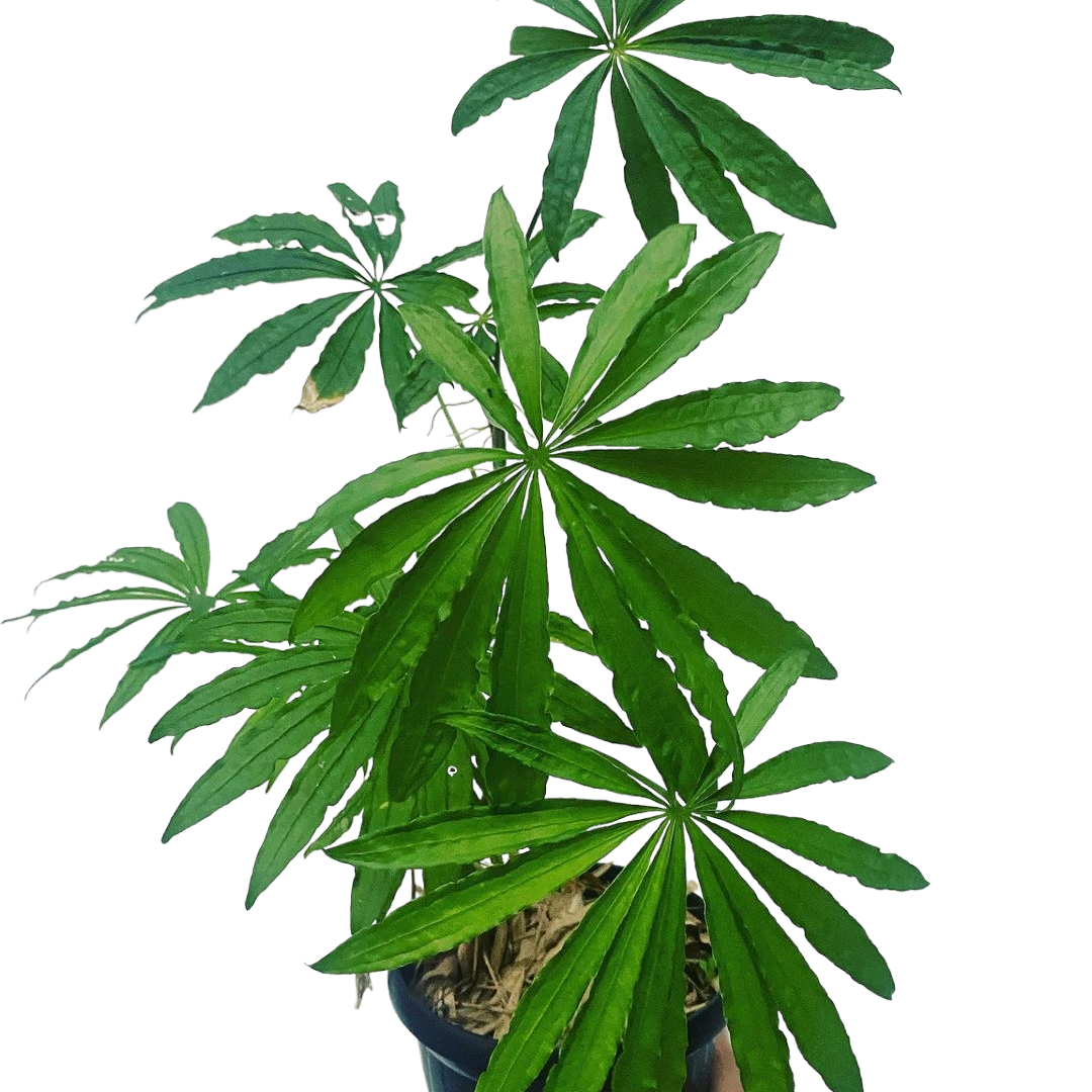Anthurium Polyschistum - Philodendron - Soiled