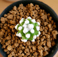 Mammillaria Oruga Blanca - Cactus & Succulent - Soiled