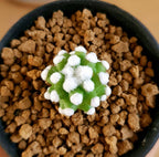 Mammillaria Oruga Blanca - Cactus & Succulent - Soiled
