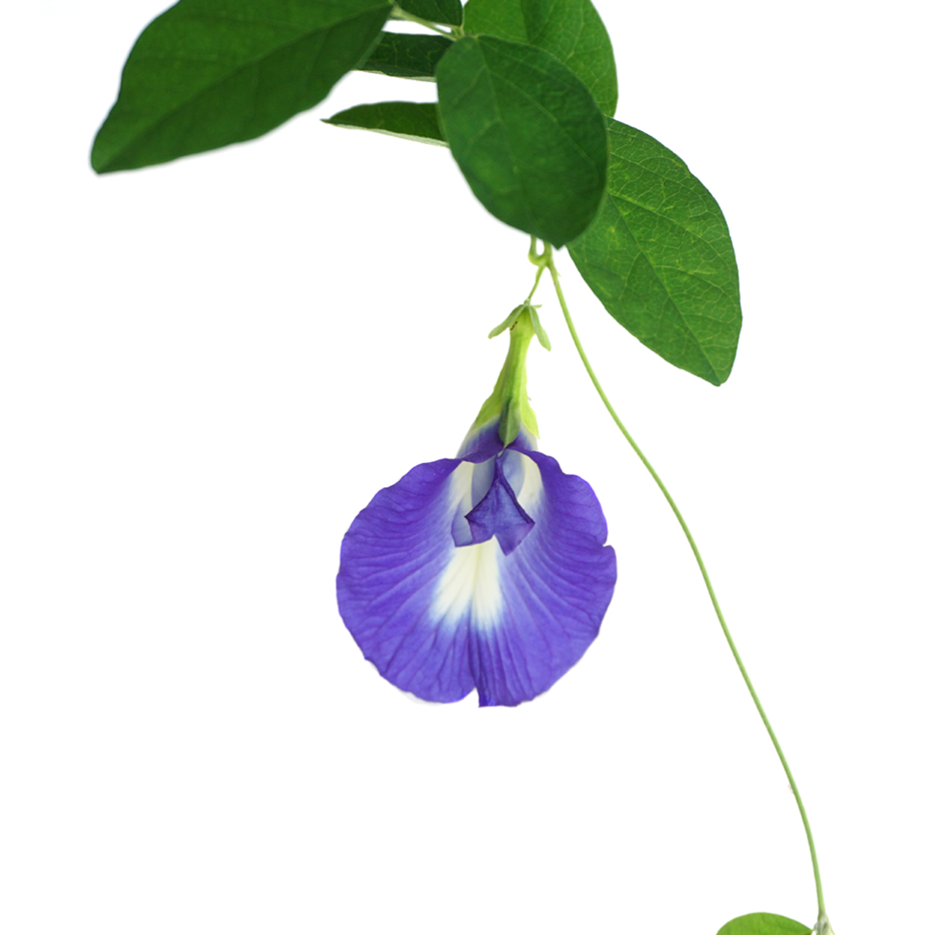 Clitoria Ternatea, Aparajita Flower Seed (Blue - Single Petal) - Seed - soiled.in