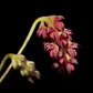 Bulbophyllum Tristae - Orchid - soiled.in