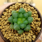 Haworthia Cooperi - Cactus & Succulent - Soiled