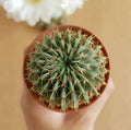 Notocactus Buiningii - Cactus & Succulent - Soiled