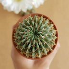 Notocactus Buiningii - Cactus & Succulent - Soiled