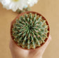 Notocactus Buiningii - Cactus - soiled.in