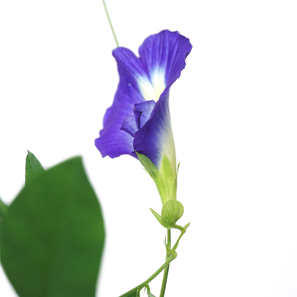 Dark Blue Aparajita Flower Seeds (Clitoria Ternatea) - Seed - Soiled
