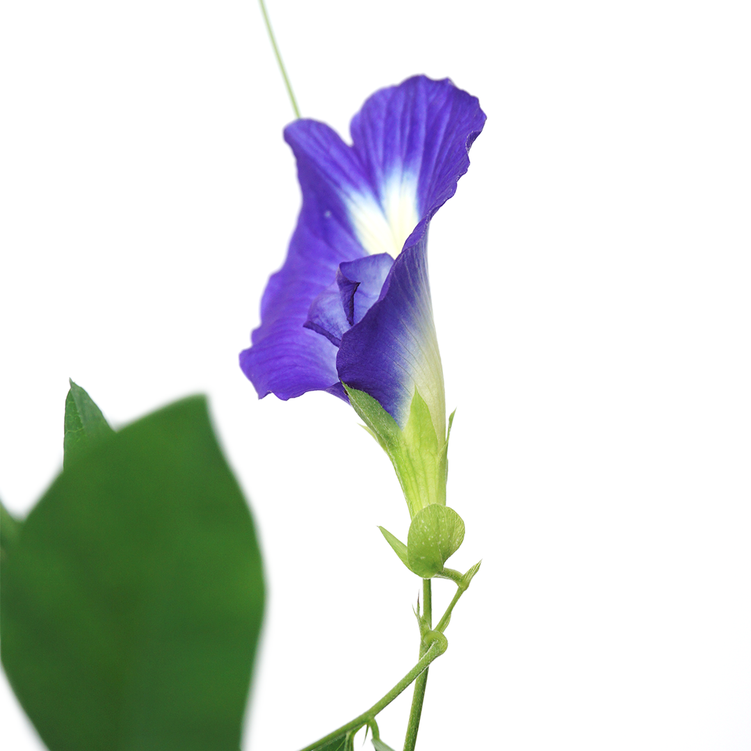 Dark Blue Aparajita Flower Seeds (Clitoria Ternatea) - Seed - Soiled