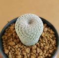 Epithelantha Micromeris - Cactus & Succulent - Soiled