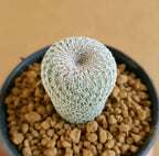 Epithelantha Micromeris - Cactus & Succulent - Soiled