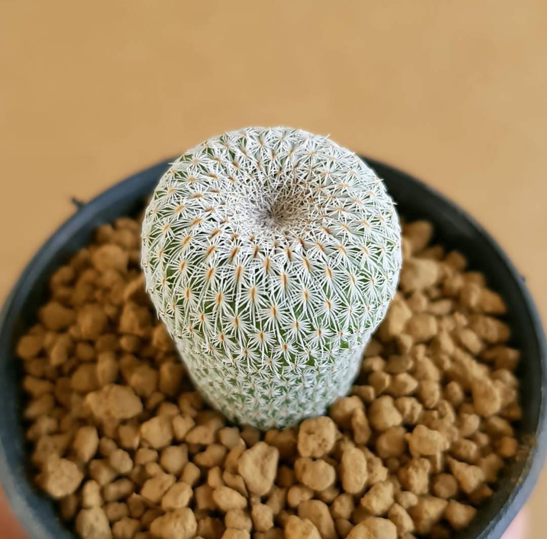 Epithelantha Micromeris - Cactus - soiled.in