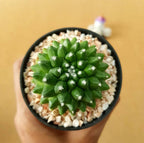 Mammillaria Bucareliensis cv. erusamu - Cactus & Succulent - Soiled