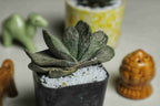 Gasteria Sakura Fuji - Cactus & Succulent - Soiled