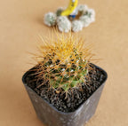 Mammillaria Nivosa - Cactus & Succulent - Soiled