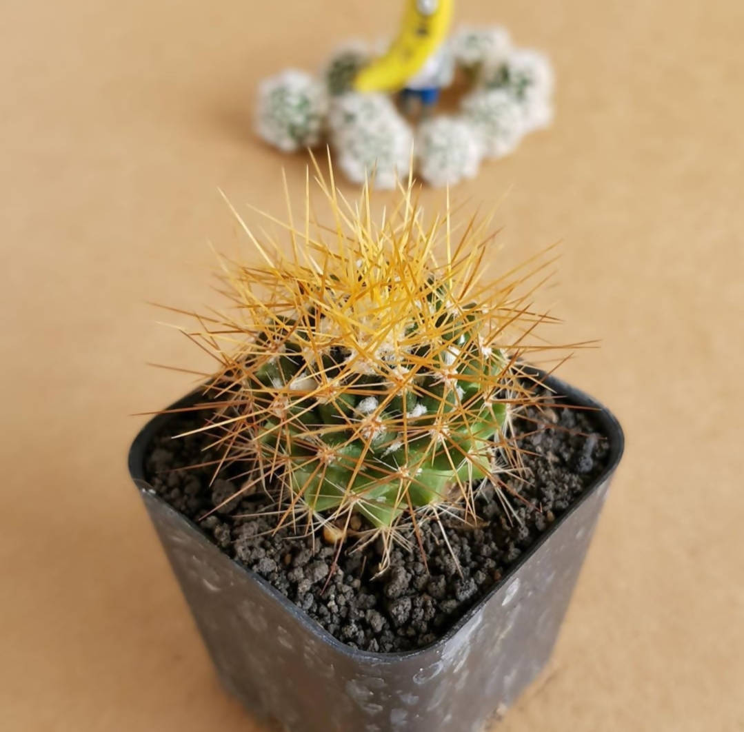 Mammillaria Nivosa - Cactus - soiled.in
