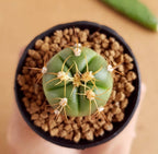 Gymnocalycium Horstii - Cactus & Succulent - Soiled