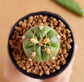 Gymnocalycium Horstii - Cactus - soiled.in