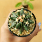 Ferocactus Horridus - Cactus & Succulent - Soiled