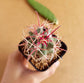 Ferocactus Emoryi - Cactus - soiled.in