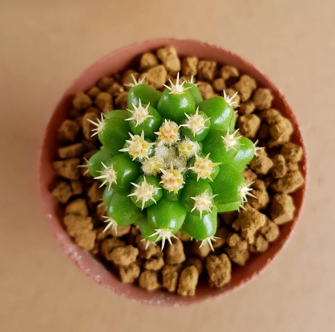 Echinocactus Grusonii var. inermis - Cactus - soiled.in