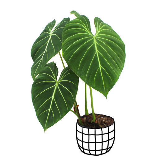 Philodendron Gloriosum - Philodendron - soiled.in