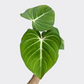Philodendron Gloriosum - Philodendron - soiled.in
