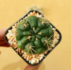 Gymnocalycium Damsii - Cactus & Succulent - Soiled