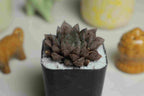 Haworthia Cooperi Kurozato - Cactus & Succulent - Soiled