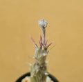 Senecio Pendulus - Cactus & Succulent - Soiled