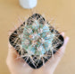 Melocactus Azureus (Blue Melo) - Cactus - soiled.in
