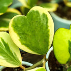 Hoya Kerrii 'Variegated' (Heart Leaf Hoya) - Hoya - Soiled
