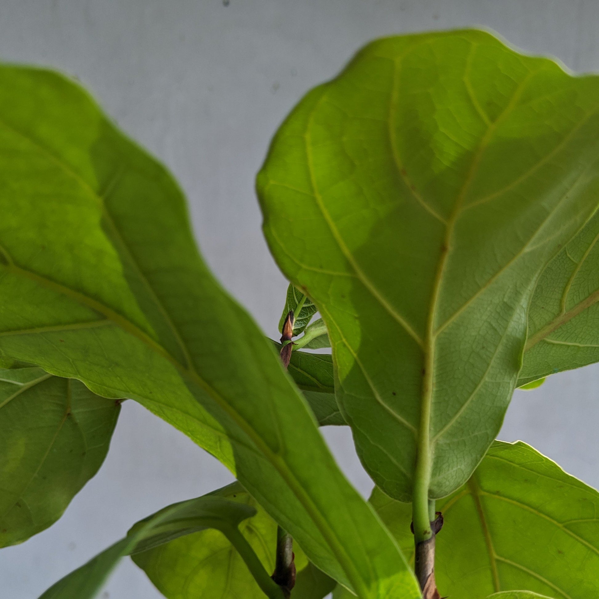 Ficus Lyrata (Fiddle Leaf Fig) - Foliage - soiled.in