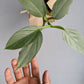 Philodendron Hastatum - Philodendron - soiled.in